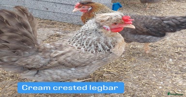 Chickens poultry - Advert 11
