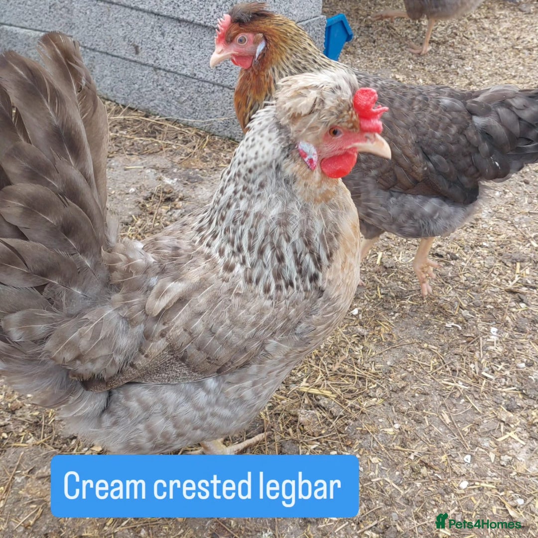 Chickens poultry for sale: Day old chicks / hatching eggs Brahma sussex Pekin - Image 2