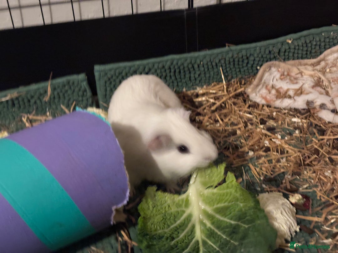 Guinea Pig rodents for sale: Four Guinea Pigs with Set Up and Accessories - Image 22