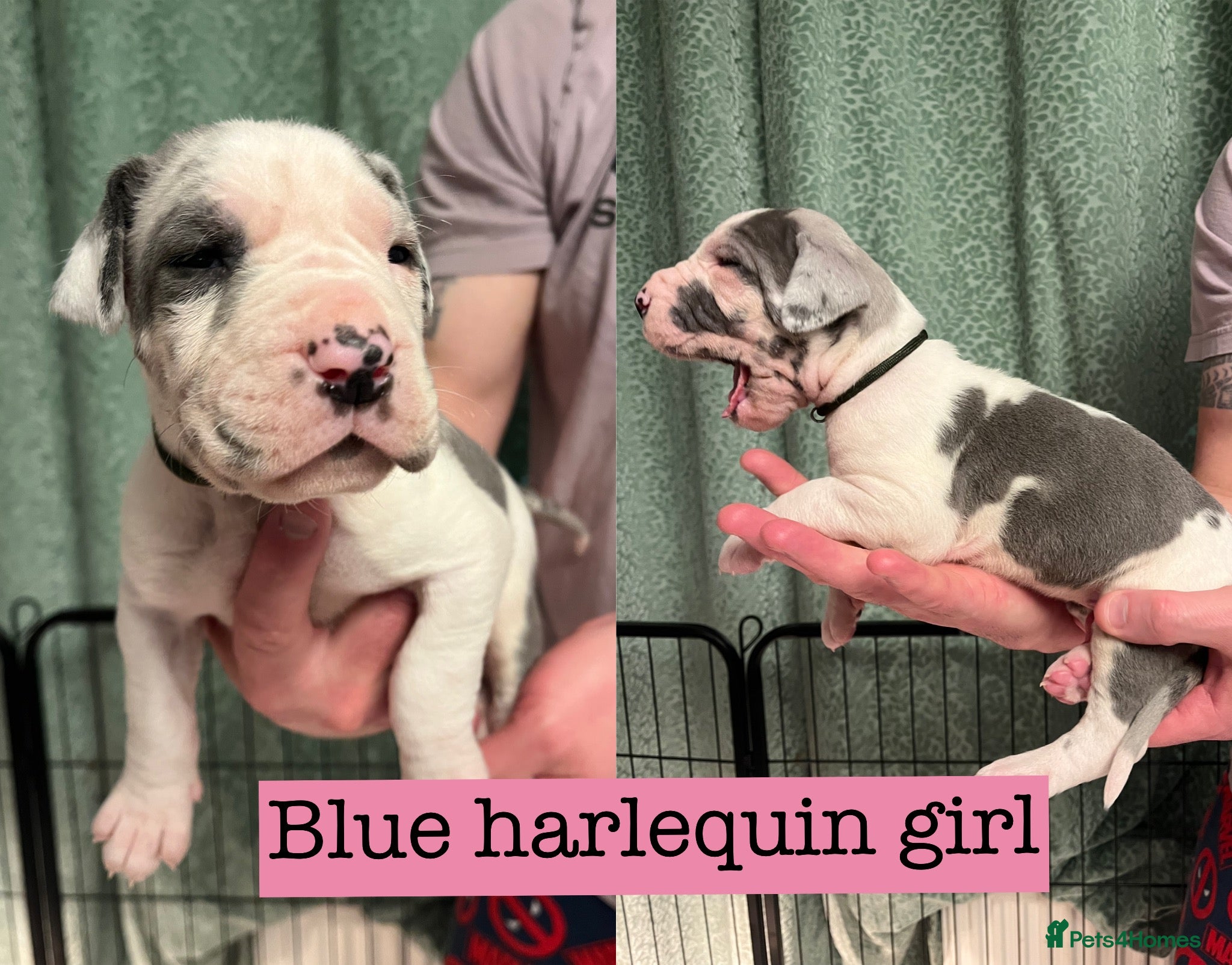 Great Dane dogs Kc reg Great Dane pups - Advert 1