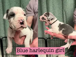 Great Dane dogs Kc reg Great Dane pups - Advert 1