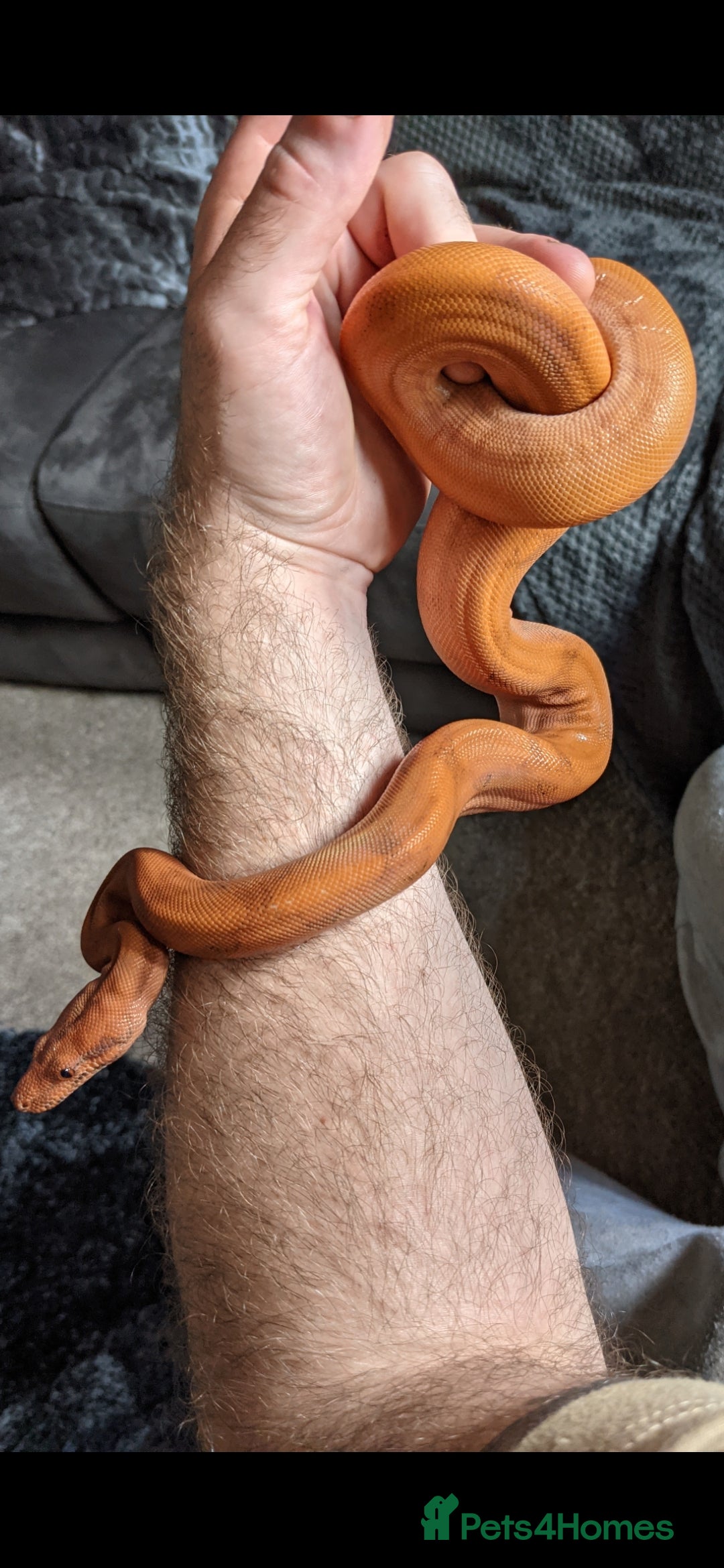 Boa Snake reptiles for sale: Bloody sunset Boa female and full set up and viv - Advert 2