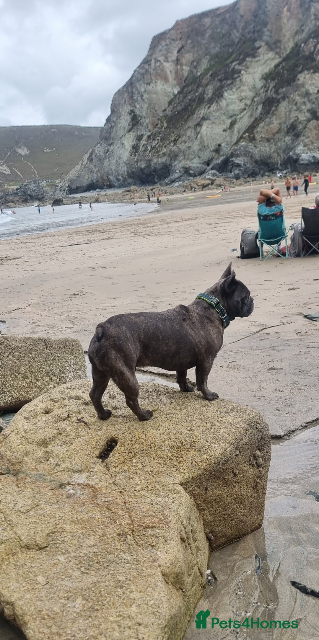 French Bulldog dogs for sale: Freddie  - Image 4