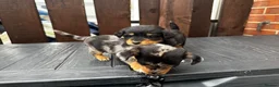 Dachshund dogs for sale: Jackshund puppies looking for a place to call home - Advert 5