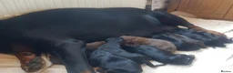 Dobermann dogs for sale: Adorable Doberman puppies  - Advert 6
