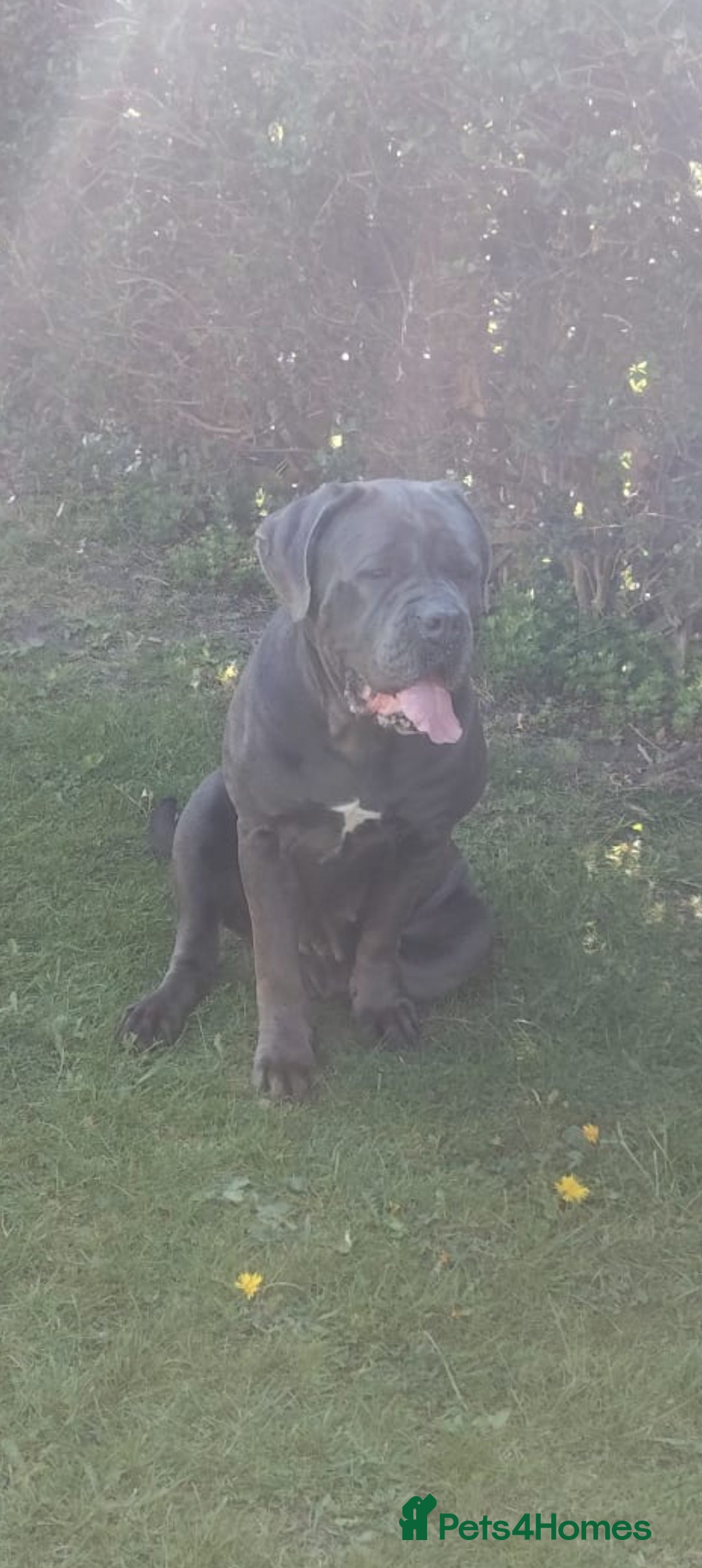 Cane Corso dogs Planned pregnancy beautiful blue cane corso litter - Advert 1
