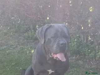 Cane Corso dogs Planned pregnancy beautiful blue cane corso litter - Advert 1
