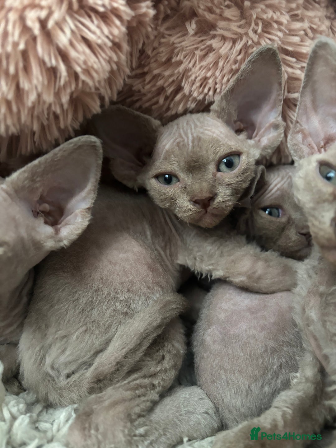 Devon Rex cats for sale: TICA Registered- Lilac Devon Rex Kittens - Image 30
