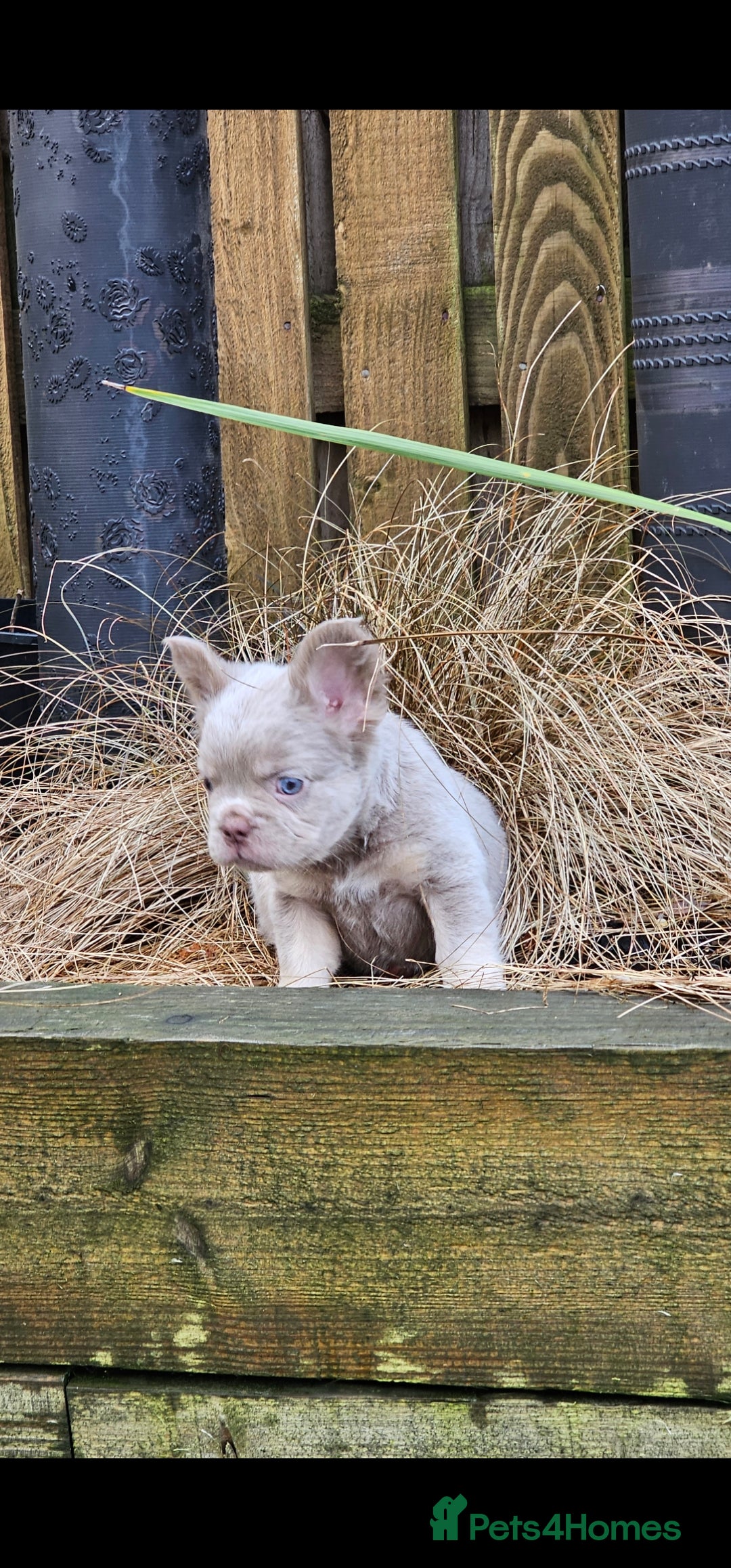 French Bulldog dogs for sale: French bulldog pups isabella and tan fluffy  - Advert 6