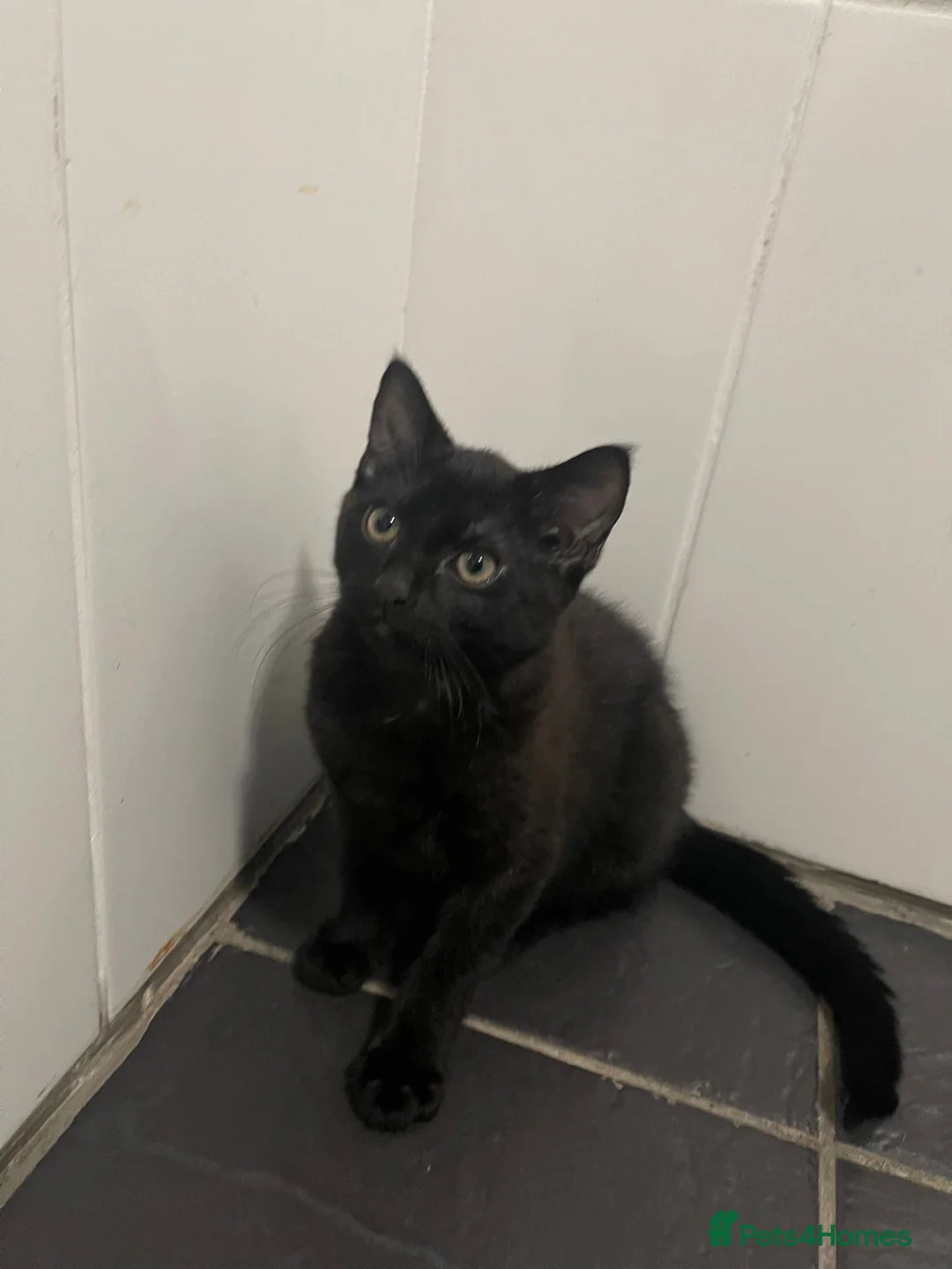 Mixed Breed cats for sale: Cats for sale in Birmingham - Advert 2