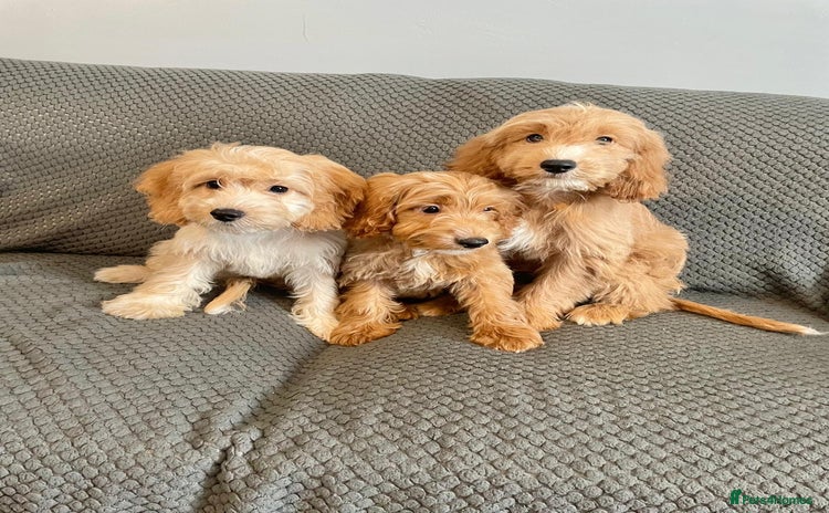 Cockapoo dogs - Advert 1