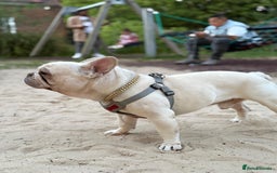 French Bulldog dogs for sale: White Frenchie for Adoption  - Image 5