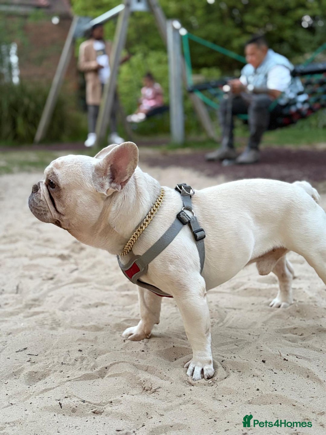 French Bulldog dogs for sale: White Frenchie for Adoption  - Image 5