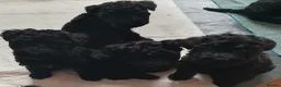 Kerry Blue Terrier dogs for sale: Kerry blue terrier puppies - Advert 2