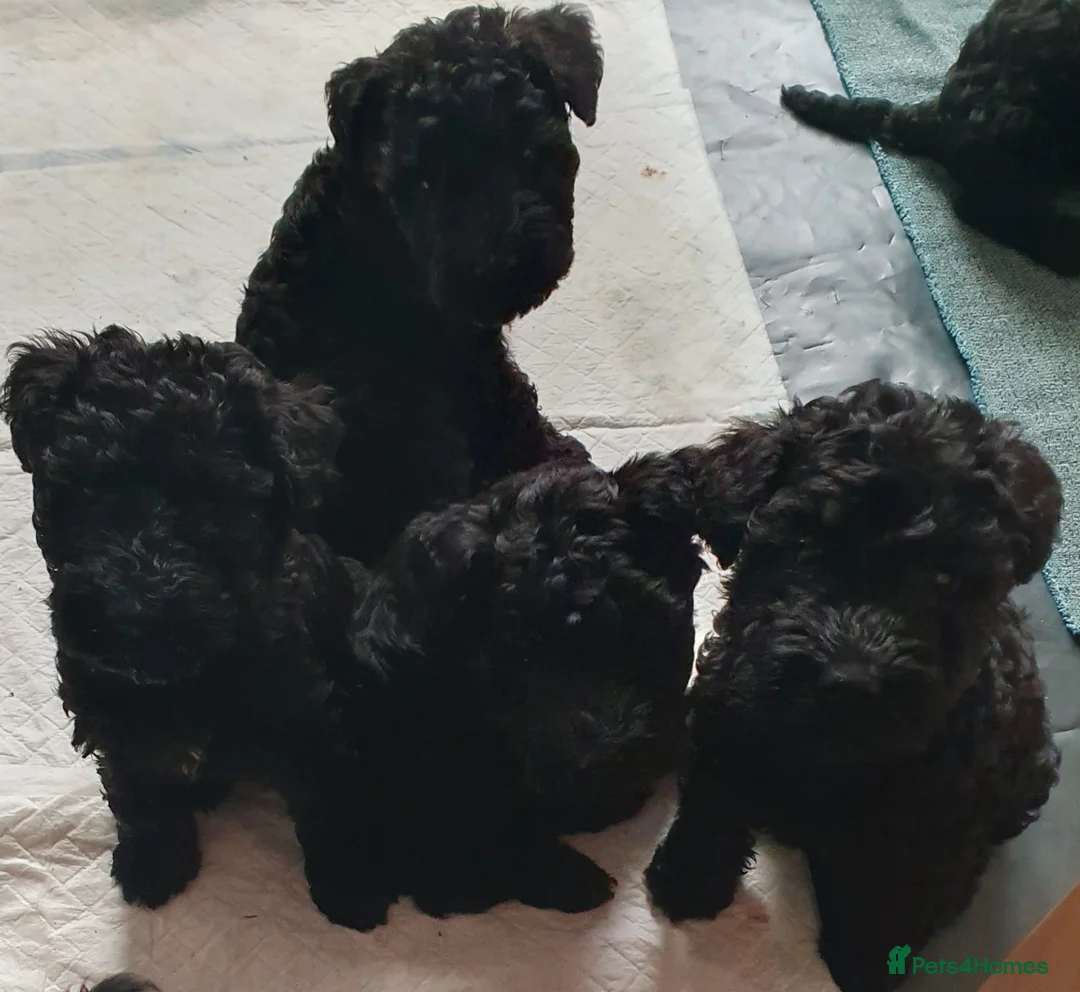 Kerry Blue Terrier dogs for sale: Kerry blue terrier puppies - Advert 2