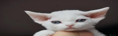 Devon Rex 6 Tosca