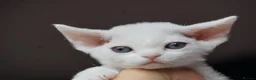 Devon Rex cats for sale: ❤️ Pure Line Devon Rex Kittens Available ❤️ - Advert 19