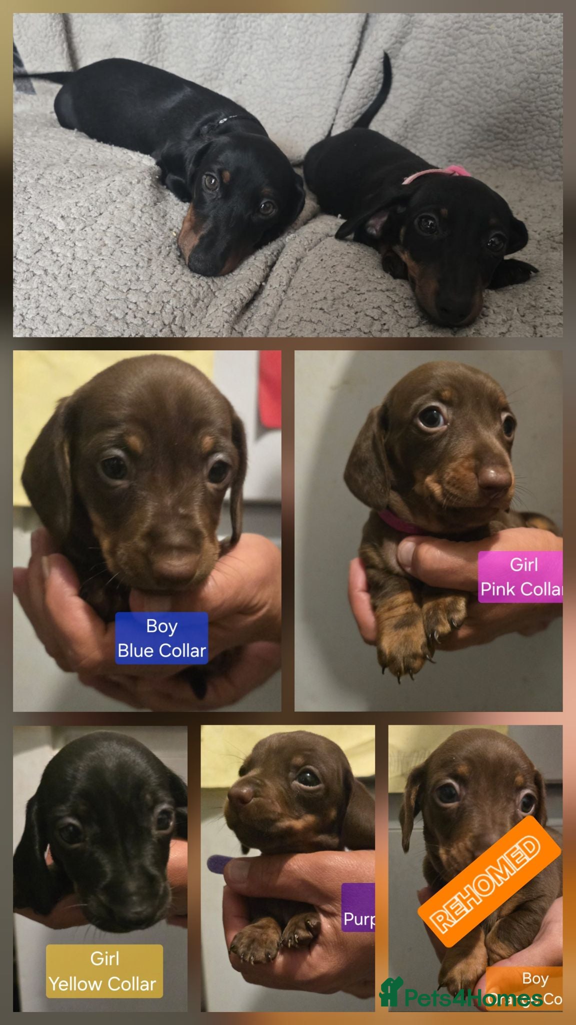 Miniature Dachshund dogs Miniature Dachshund Smooth Haired Puppies - Advert 1
