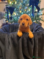 Labrador Retriever dogs Fox Red Labrador Retriever Puppies🐾 - Advert 6