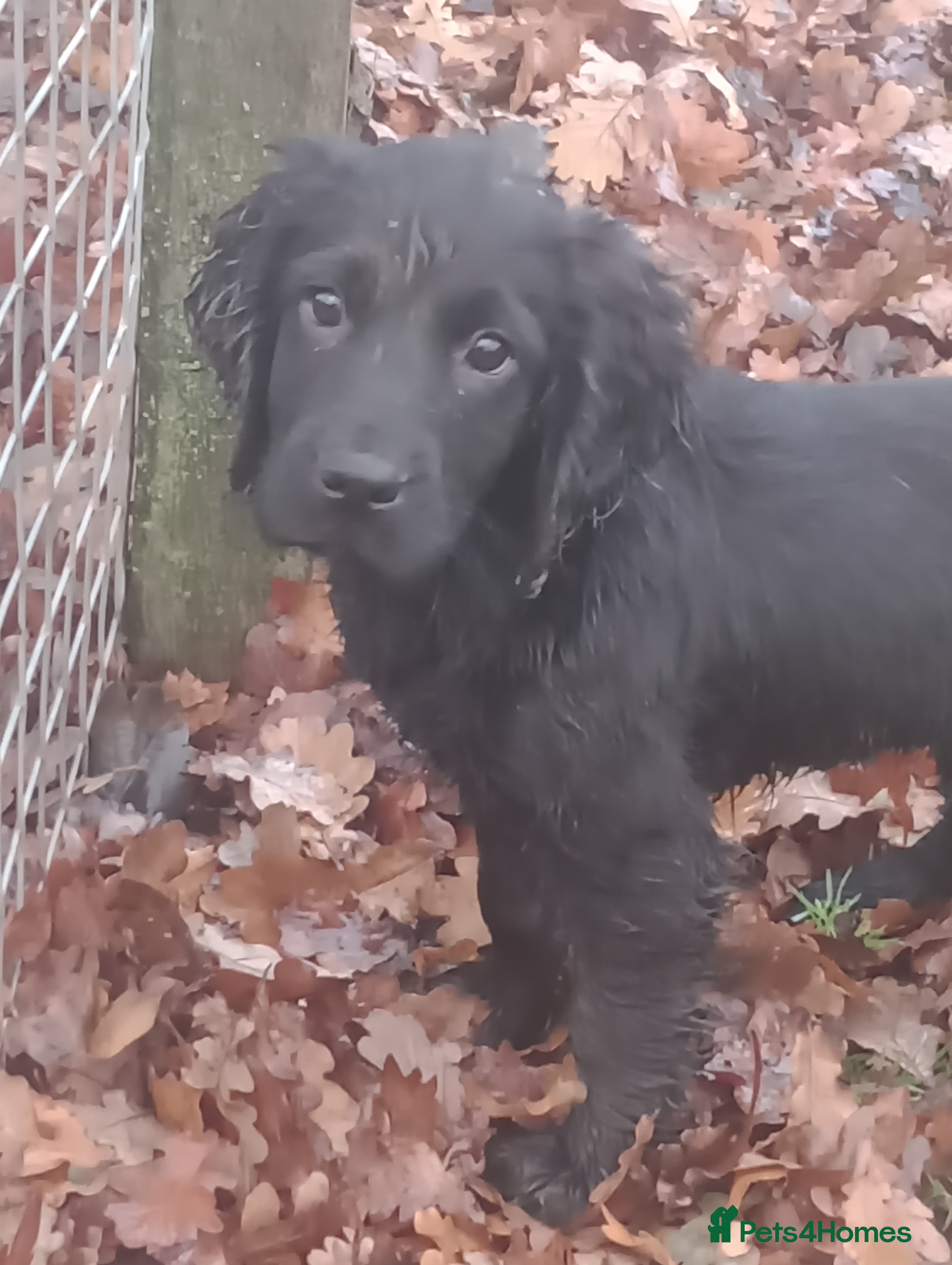 Cocker Spaniel dogs Cocker Spaniels READY NOW - working - Advert 6