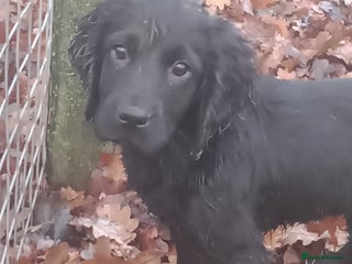 Cocker Spaniel dogs Cocker Spaniels READY NOW - working - Advert 5