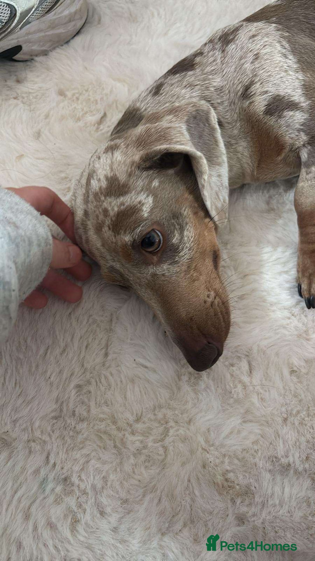 Dachshund dogs for sale: Dashound - Image 5