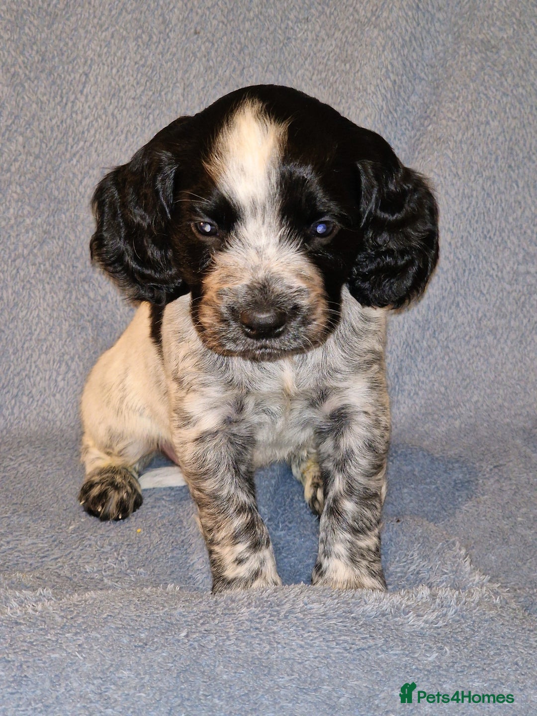 Cocker Spaniel dogs for sale: KC registered, health tested particolour litter - Advert 10