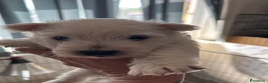 West Highland Terrier 2