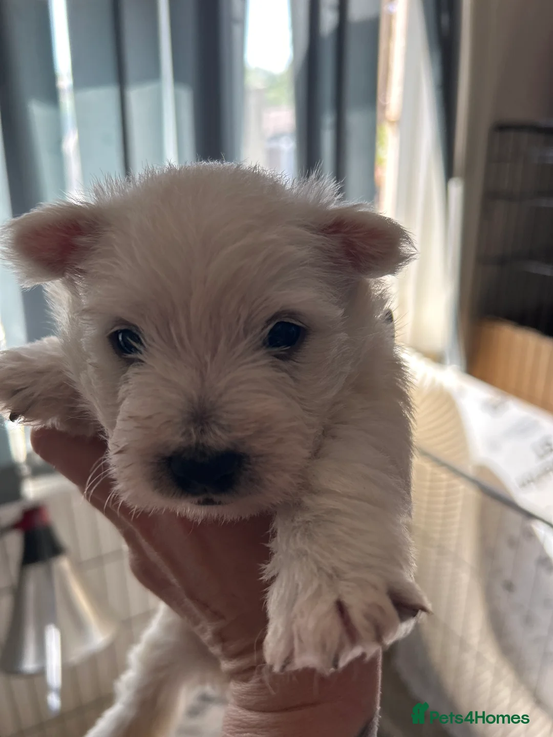 West Highland Terrier dogs for sale: Beautiful westies  - Advert 2
