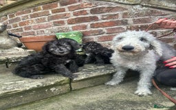 Bedlington Terrier dogs for sale: Super Friendly Bedlington Terrier Puppies - Image 4
