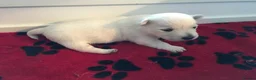 West Highland Terrier dogs for sale: Settling westie - Advert 8