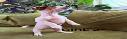 Jack Russell dogs for sale: Jack Russell Puppies - Advert 4