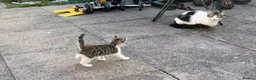 Domestic Shorthair cats for sale: 8‑Week Domestic Shorthair Kittens,Mum Can Be Seen  - Advert 27