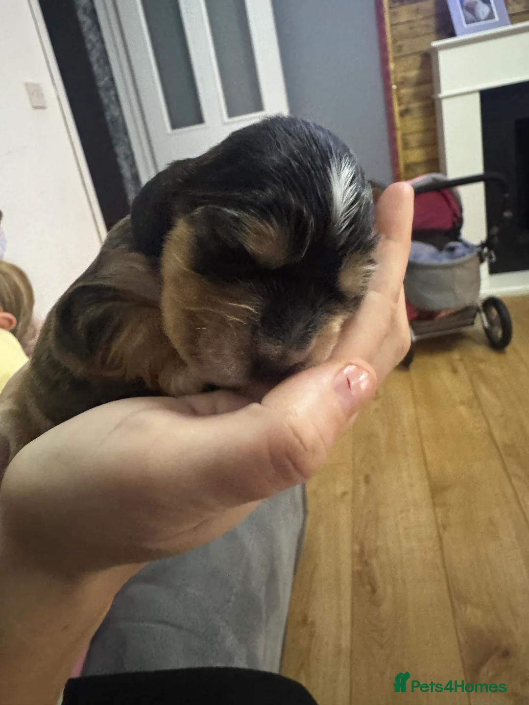 Cocker Spaniel dogs for sale: Pure Show Cocker Spaniels  - Advert 1