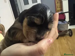 Cocker Spaniel dogs Pure Show Cocker Spaniels - Advert 1