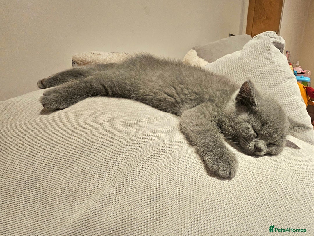 British Shorthair cats for sale: Beautiful Pedigree British Blue Kittens  🐾 - Advert 18
