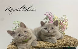 British Shorthair cats for sale: 👑ROYALBLESS STUNNING LILAC BRITISH SHORTHAIR  - Image 14