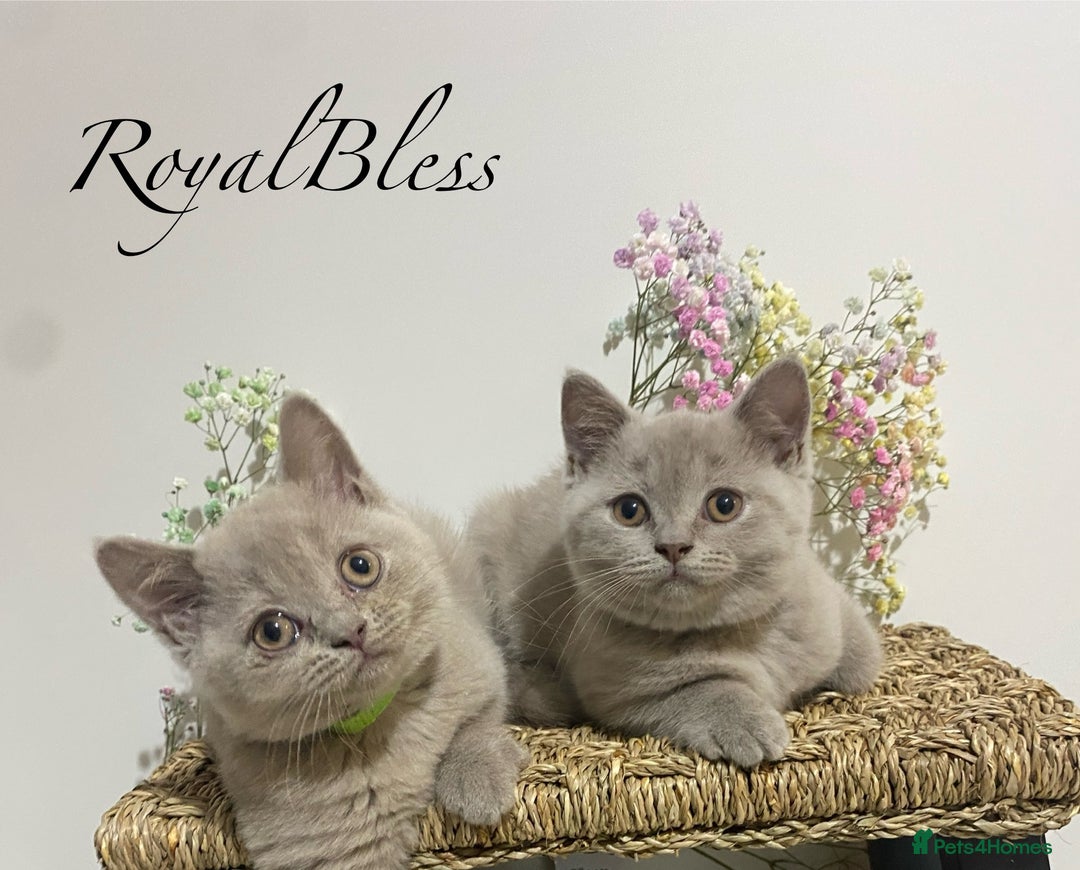 British Shorthair cats for sale: 👑ROYALBLESS STUNNING LILAC BRITISH SHORTHAIR  - Image 14