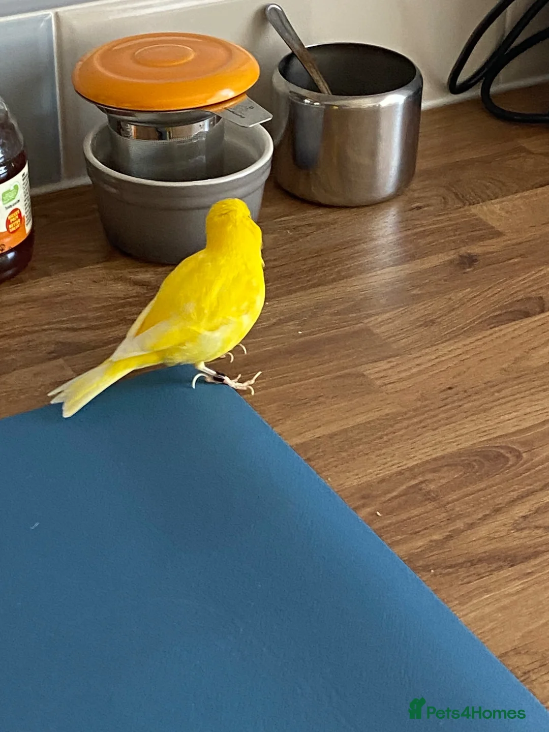 Canaries birds for sale: Five month old male canary in Woodbridge - Advert 2