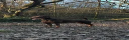 Dobermann dogs for stud: Doberman STUD available  - Advert 2