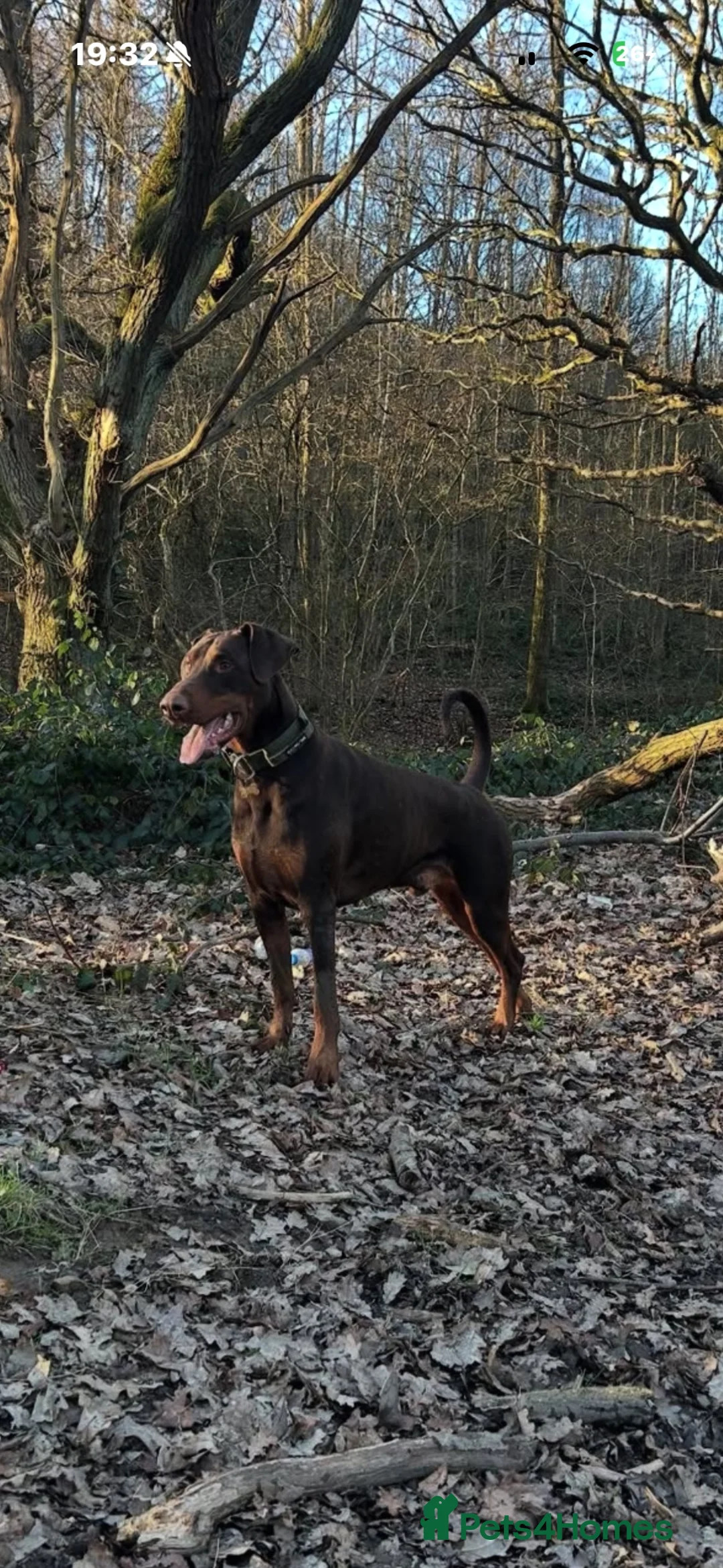 Dobermann dogs for stud: Doberman STUD available  - Advert 2
