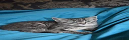 Mixed Breed cats for sale: 6 Gorgeous kittens for sale - Advert 27
