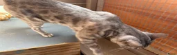 Bengal cats for sale: Retired Blue Bengal Boys - Advert 6