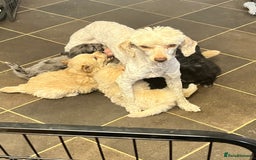Pomapoo dogs for sale: stunning confident types - Image 3