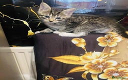Mixed Breed cats for sale: Kataleja - Image 9