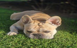 French Bulldog dogs for stud: Rocko - Image 9