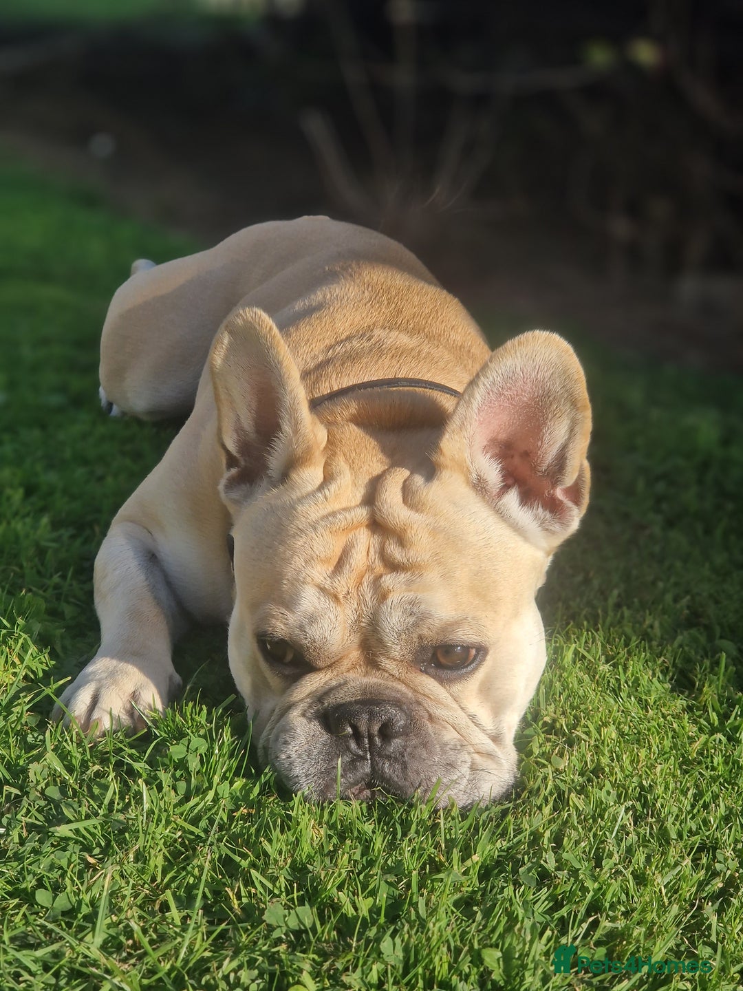 French Bulldog dogs for stud: Rocko - Image 9