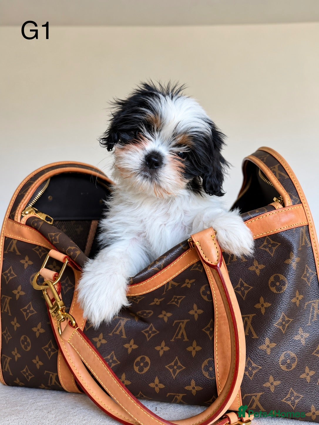 Cava Tzu dogs Gorgeous Cavatzus – Cavalier × Shih Tzu Puppies - Advert 2