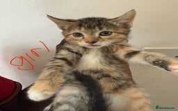 British Shorthair cats for sale: 6 ADORABLE BRITISH SHORTHAIR KITTENS - Image 7