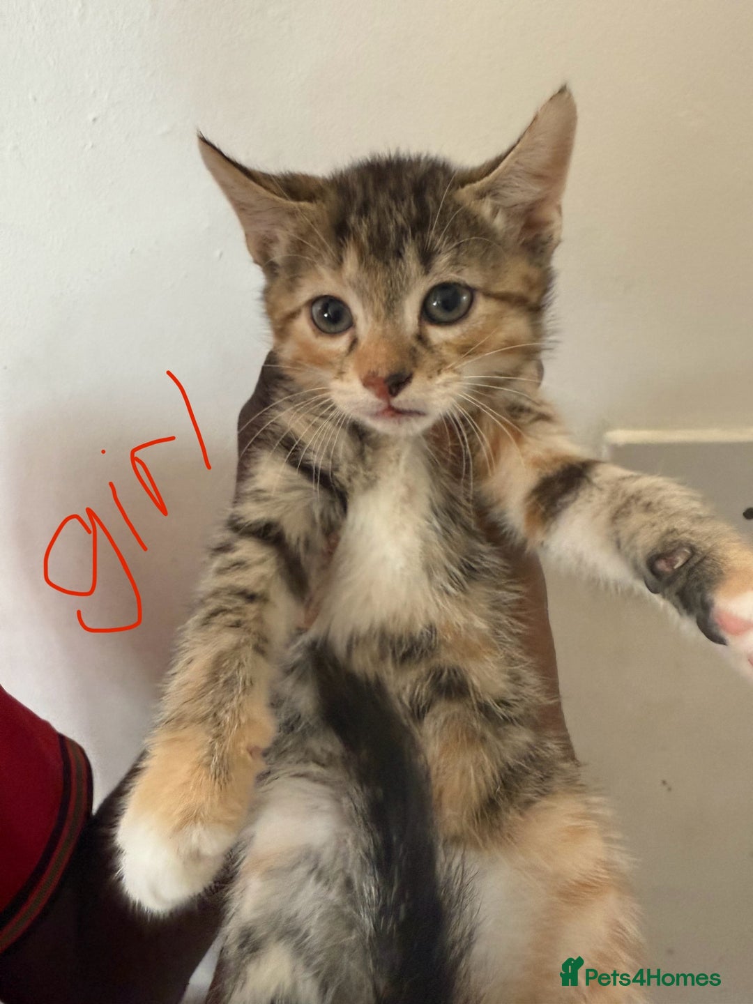 British Shorthair cats for sale: 6 ADORABLE BRITISH SHORTHAIR KITTENS - Image 7